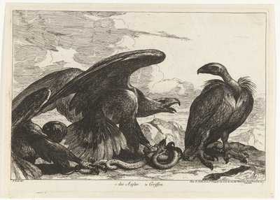Buitre y un águila con serpiente 1. des Aigles 2. Griffon (título sobre objeto) Birds from the Menagerie of Versailles (título de la serie) de Peeter Boel (attributed to)