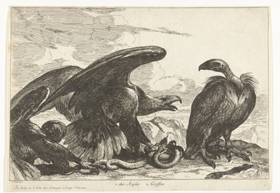 Buitre y un águila con serpiente 1. des Aigles 2. Griffon (título sobre objeto) Birds from the Menagerie of Versailles (título de la serie) de Peeter Boel (attributed to)