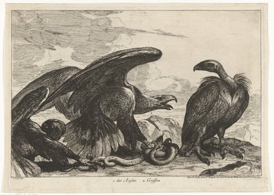 Buitre y un águila con serpiente 1. des Aigles 2. Griffon (título sobre objeto) Birds from the Menagerie of Versailles (título de la serie) de Peeter Boel (attributed to)