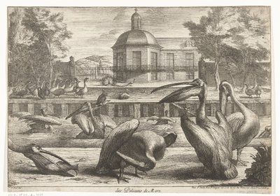 pelícanos des Pelicans de Mere (título sobre el objeto) Birds from the Menagerie of Versailles (título de la serie) de Peeter Boel (attributed to)