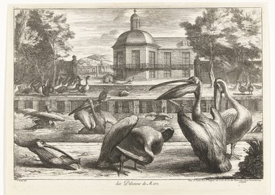 pelícanos des Pelicans de Mere (título sobre el objeto) Birds from the Menagerie of Versailles (título de la serie) de Peeter Boel (attributed to)