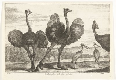Avestruces, Casuario y Espátula 1. los Autruches. 2. de Pals. C. casual Birds from the Menagerie of Versailles (título de la serie) de Peeter Boel (attributed to)