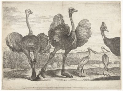 Avestruces, casuarios y espátulas
Pájaros de la colección de Versalles (título de la serie) de Peeter Boel (attributed to)