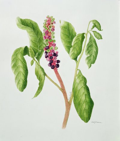 Phytolacca (acuarela) de Peggy Wyatt
