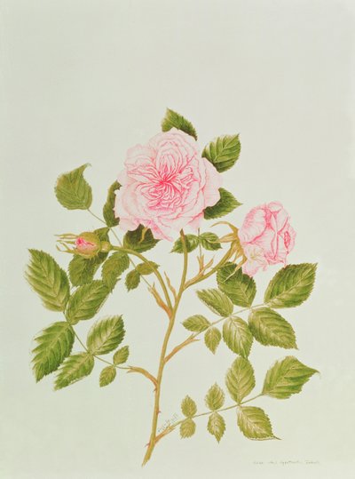 Rosa var: Gertrude Jekyll (acuarela) de Peggy Wyatt