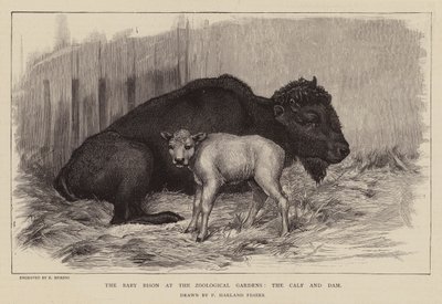 Bisonte y cría en el zoo de Londres (grabado) de Percy Harland Fisher