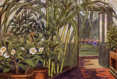 Caña de azúcar, planta del té y planta del café (litografía en color) de Percy James Billinghurst
