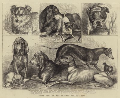 Perros premiados en la exposición del Crystal Palace de Percy Macquoid
