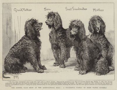 El espectáculo del Kennel Club en el Agricultural Hall, una familia exitosa de Spaniels de Agua Irlandeses de Percy Macquoid