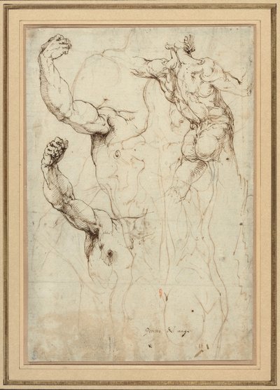 Estudio de un desnudo visto de espaldas y dos estudios de un brazo (anverso); desnudo visto de espaldas, con estudios secundarios de un hombro y una pierna (reverso) de Perino del Vaga