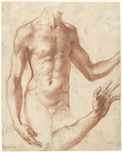 Estudio de un torso
Estudio del torso de un hombre joven de Perino del Vaga