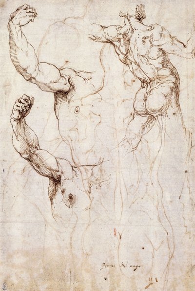 La espalda de un desnudo y dos estudios de un brazo y hombro levantados, vistos desde el frente de Perino del Vaga