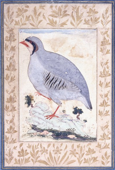 Una perdiz de patas rojas, c. mediados del siglo XVII de Persian School