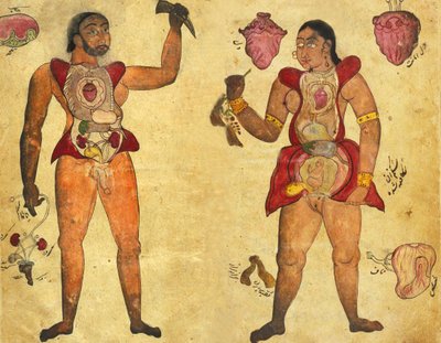 Ilustración anatómica de un hombre y una mujer sosteniendo sus propios órganos internos, publicada en Tibb-i Akbar, "La medicina de Akbar" c.1700 de Persian School