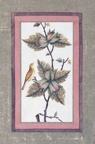Estudio de pájaro y flor, c.1780 de Persian School