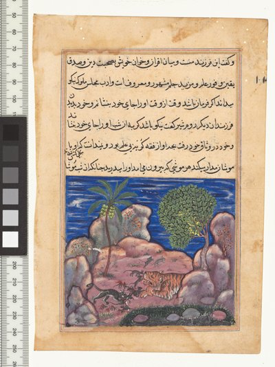 Cuento XV, El gato ataca a los ratones que molestan al león, ilustración del "Tuti-Nama", c. 1560. India, Mughal, Reinado de Akbar, siglo XVI de Persian School