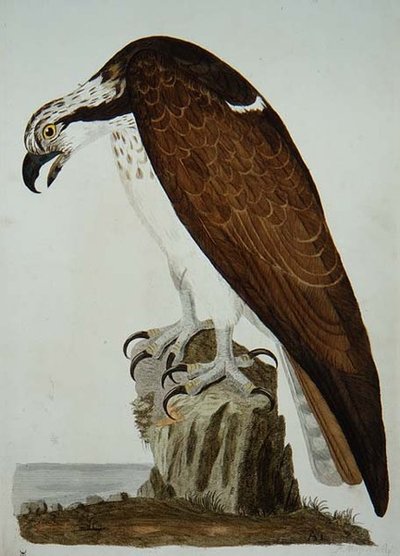 El Buitre Calvo, lámina de 