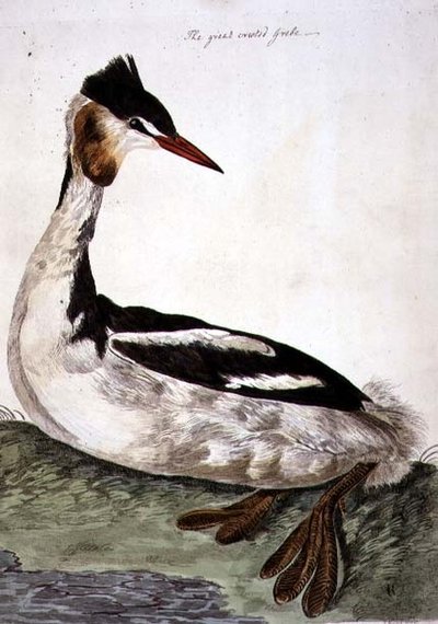 El somormujo lavanco (Podiceps cristatus) lámina de 