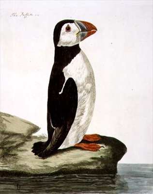 El frailecillo (Fratercula arctica) placa de 