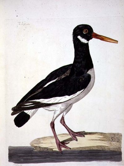 El ostrero (Haematopus ostralegus) placa de 