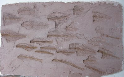 Shoal de Peter A Ford