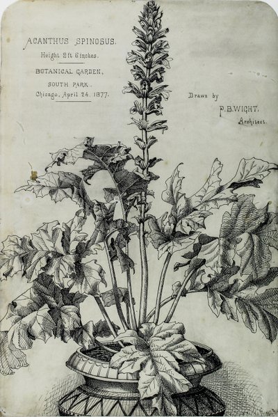 Acanthus Spinosus, Dibujos de Presentación de Peter Bonnett Wight