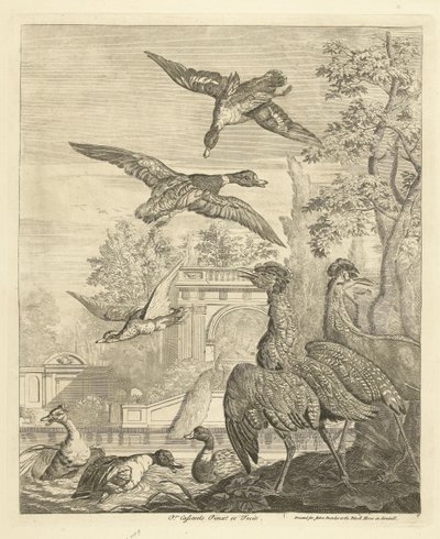 Patos y garzas en un estanque de aves Aves diferentes (título de la serie) de Peter Casteels (III)