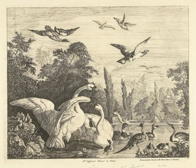 Cisnes y patos en un estanque de pájaros Aves diferentes (título de la serie) de Peter Casteels (III)