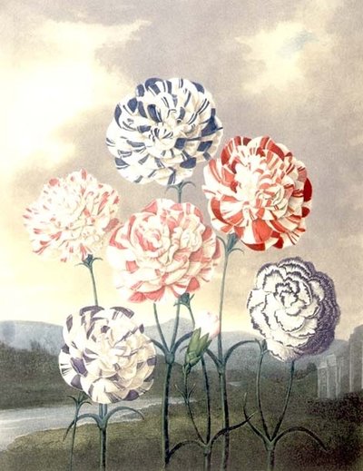 Un grupo de claveles: Dianthus caryophyllus, grabado por Caldwall, de 