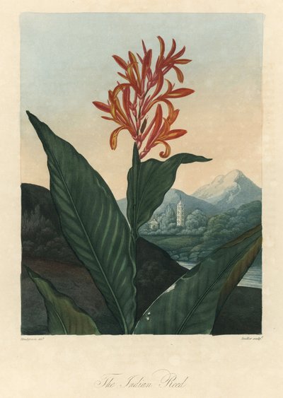 Agua roja o Conflore o Toloman Forte, de The Temple of Flora, del Dr. Robert Thornton (1768-1837) de Peter Charles (after) Henderson