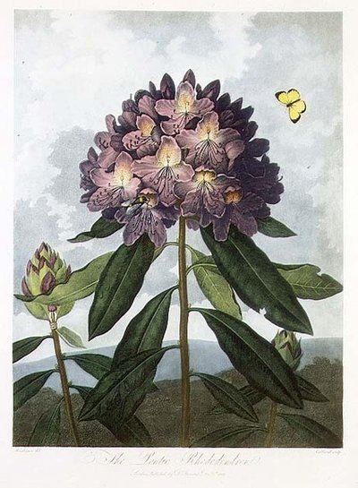 El rododendro póntico, grabado por Caldwell, de 