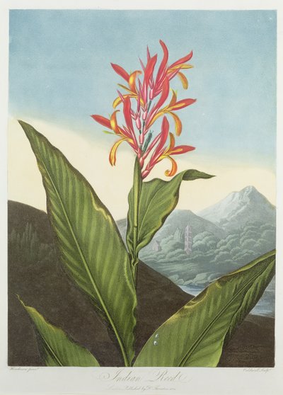 Caña India, grabado por Caldwall, de 