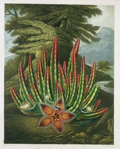 Stapelia portadora de gusanos, grabado por Stadler, de 