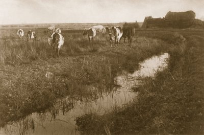 Ganado en el pantano, c.1886 de Peter Emerson und Thomas Goodall