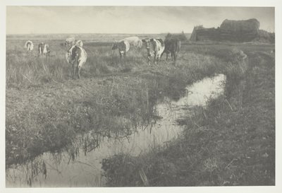 Ganado en las marismas de Peter Henry Emerson