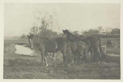 Potros en un pantano de Norfolk de Peter Henry Emerson