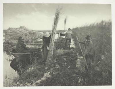 Durante la cosecha de caña de Peter Henry Emerson