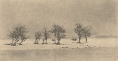 Árboles de espinas retorcidas, c. 1890, impreso c. 1895 de Peter Henry Emerson