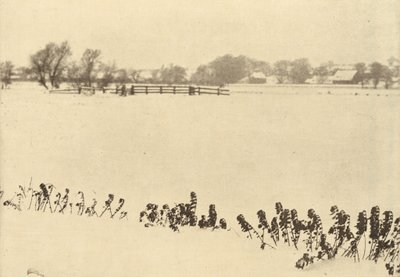 Maleza de los pantanos, en 1895 o antes (foto) de Peter Henry Emerson