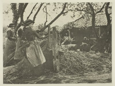 Pelado de Mimbre (Norfolk) de Peter Henry Emerson