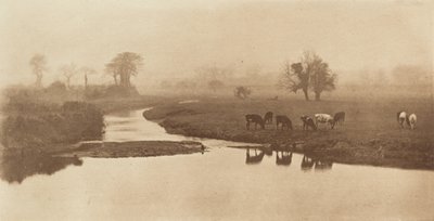 Ovejas en los pantanos [Paisaje con ganado], 1890-1891, impreso en 1893 de Peter Henry Emerson