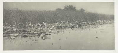 Nenúfares de Peter Henry Emerson