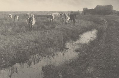 Ganado en los pantanos de Peter Henry Emerson and T.F. Goodall