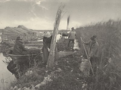 Durante la cosecha de cañas de Peter Henry Emerson and T.F. Goodall