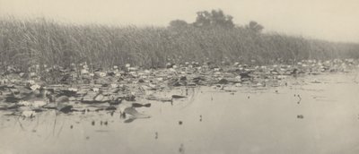 Nenúfares de Peter Henry Emerson and T.F. Goodall
