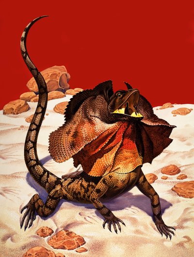 Frilled Lizard (gouache sobre papel) de Peter Jackson