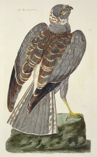 El Aguilucho Cenizo (Circus cyaneus) placa de 