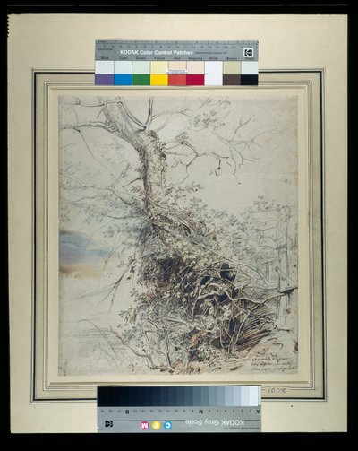 Un árbol moribundo, su tronco cubierto de zarzas, junto a una cerca, c.1618-20 de Peter Paul Rubens