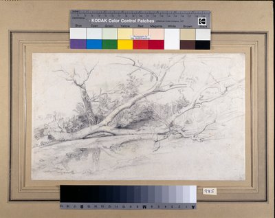Un árbol caído junto a un estanque, c.1630 de Peter Paul Rubens