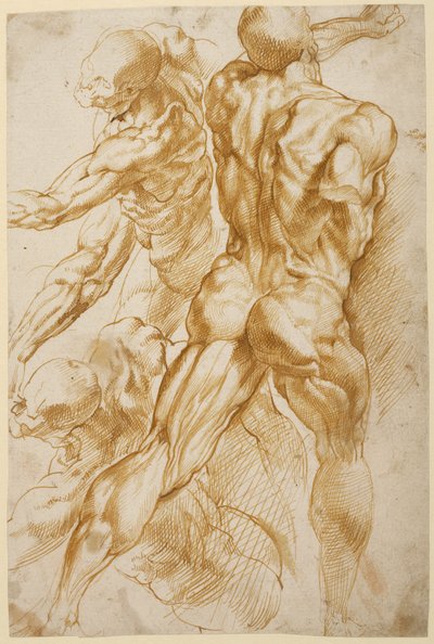Estudios anatómicos de Peter Paul Rubens